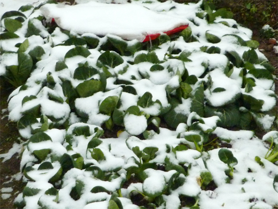 雪