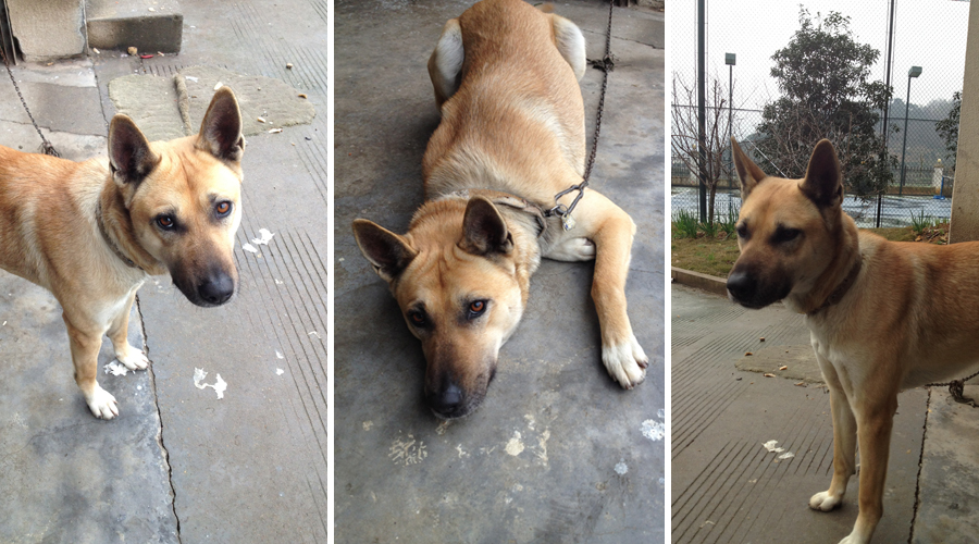 连续阴雨天气,小黄也忧郁了。